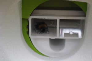 Entrance and exit  through the dispenser for a bumble bee hive